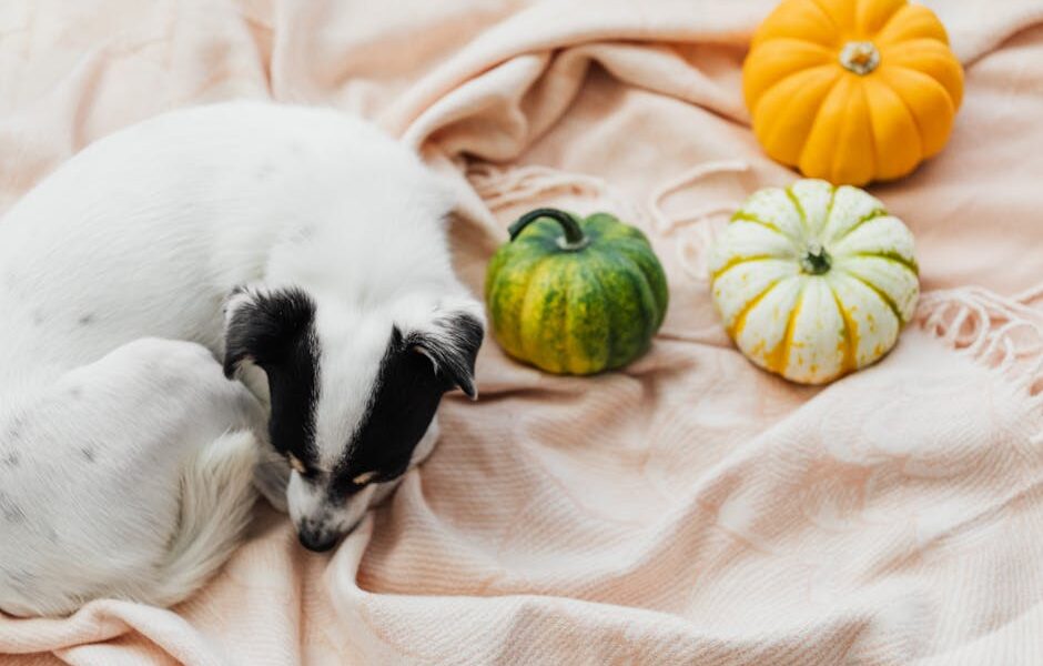 Pumpkin for Dogs: Superfood for Digestion, Diarrhea & Weight Loss