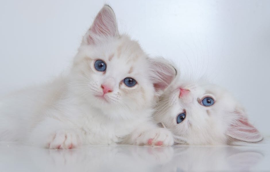 Cute white fluffy kitties with blue eyes lying on reflective surface together and looking at camera