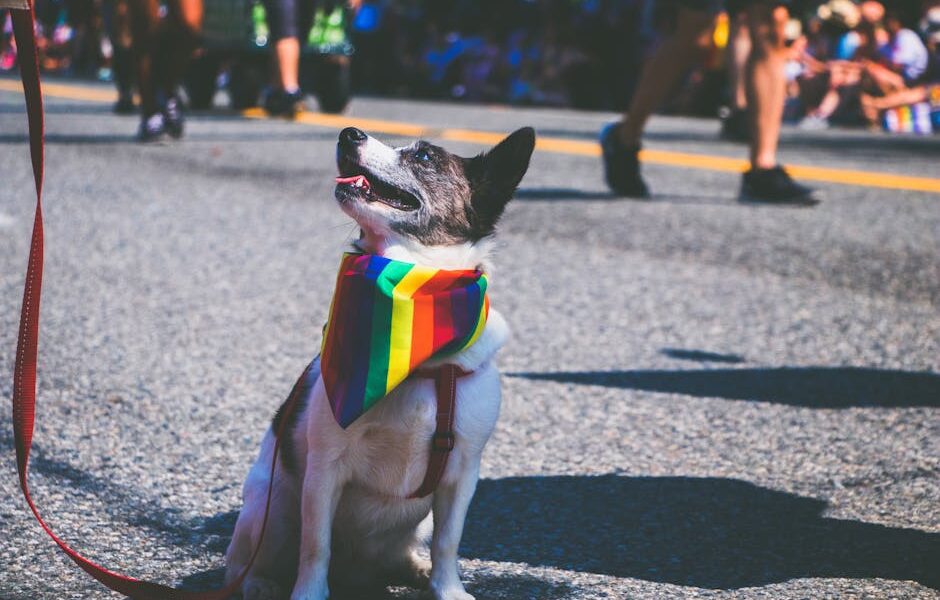 Rainbow Bridge Poem for Dogs: Meaning, Origin & Coping After Pet Loss