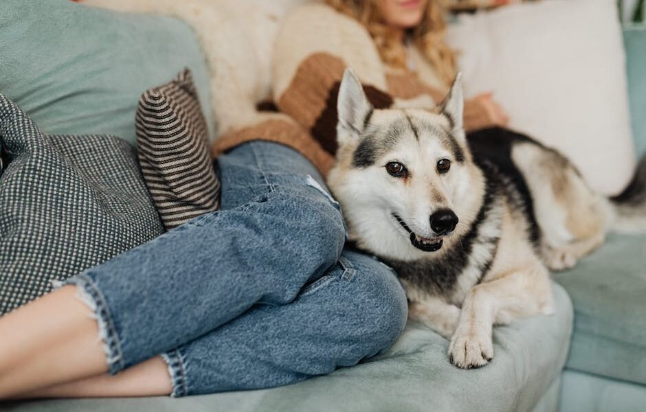 Renting With Pets: How to Find Pet-Friendly Housing