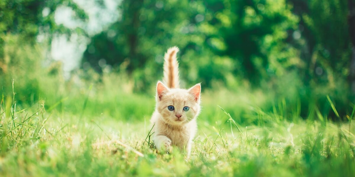 Scottish Fold Cat