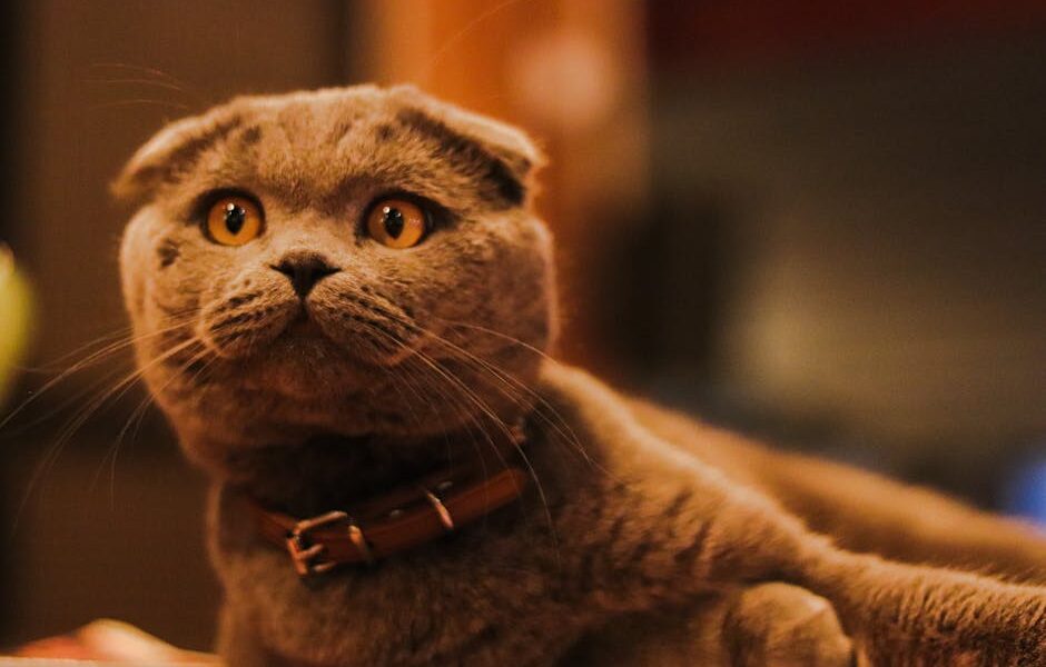 Adorable Scottish Fold cat with a cute expression and collar, captured indoors.