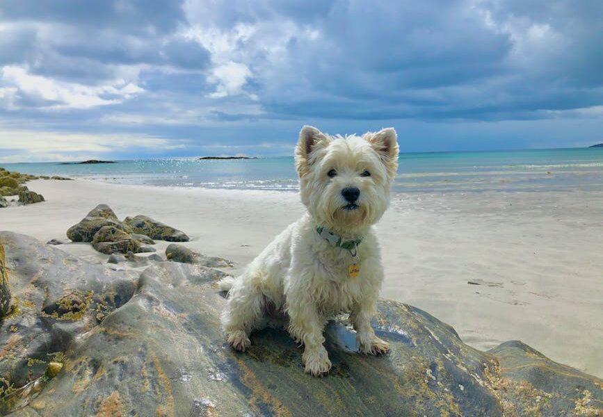 A West Highland Terrier sitting on rocks by a peaceful Scottish beach with a cloudy sky.