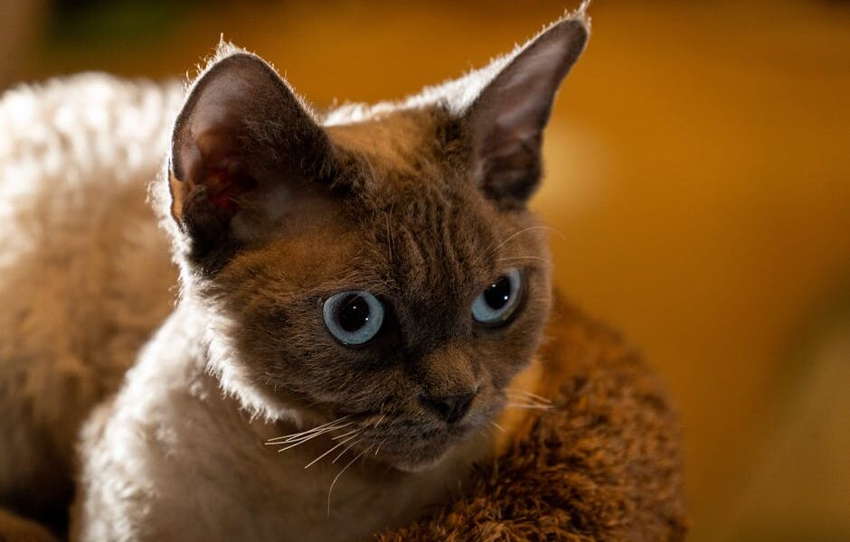 Captivating close-up of a Devon Rex cat, showcasing its distinct blue eyes and unique curly fur.