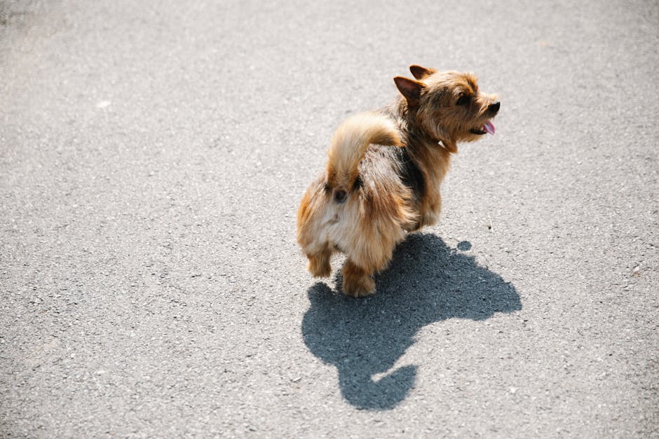 A Skye Terrier with a long flowing coat standing proudly, showing the breed's distinctive low-set silhouette and elegant appearance