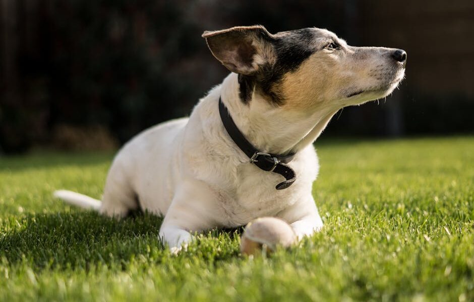 A relaxed Jack Russell Terrier lies on green grass, enjoying the sunny outdoor environment.