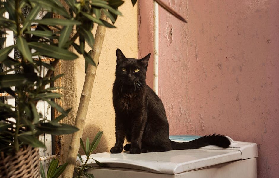 Solensia for Cats: The Monthly Arthritis Injection That Changes Everything