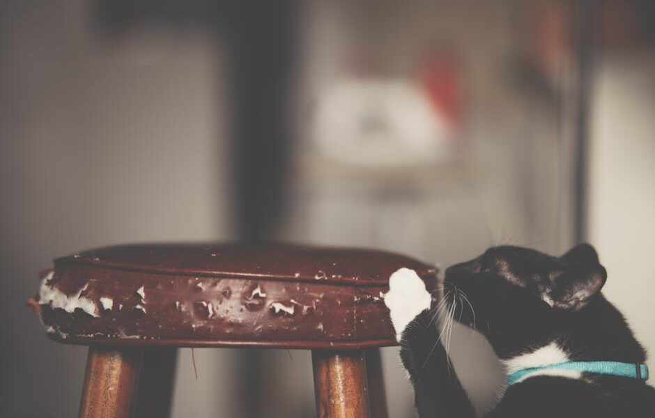 How to Stop a Cat From Scratching Furniture