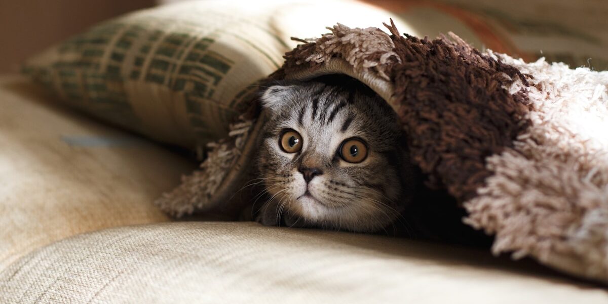 Tabby Cat