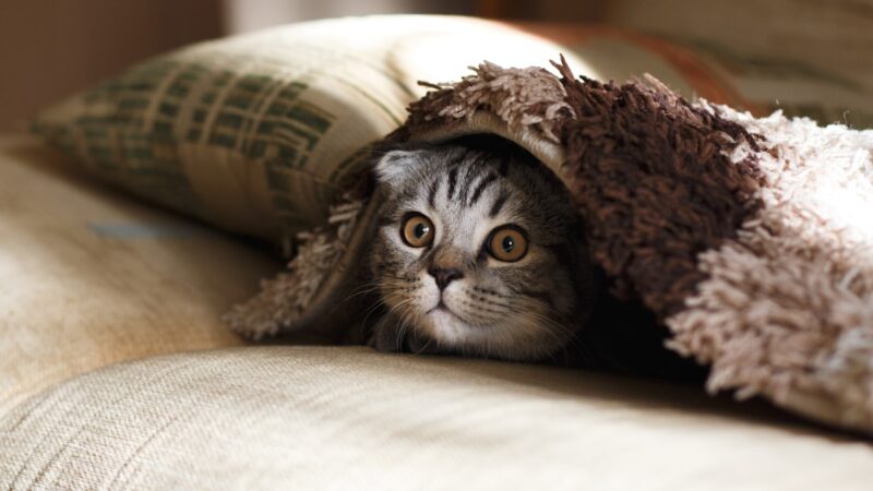 Tabby Cat