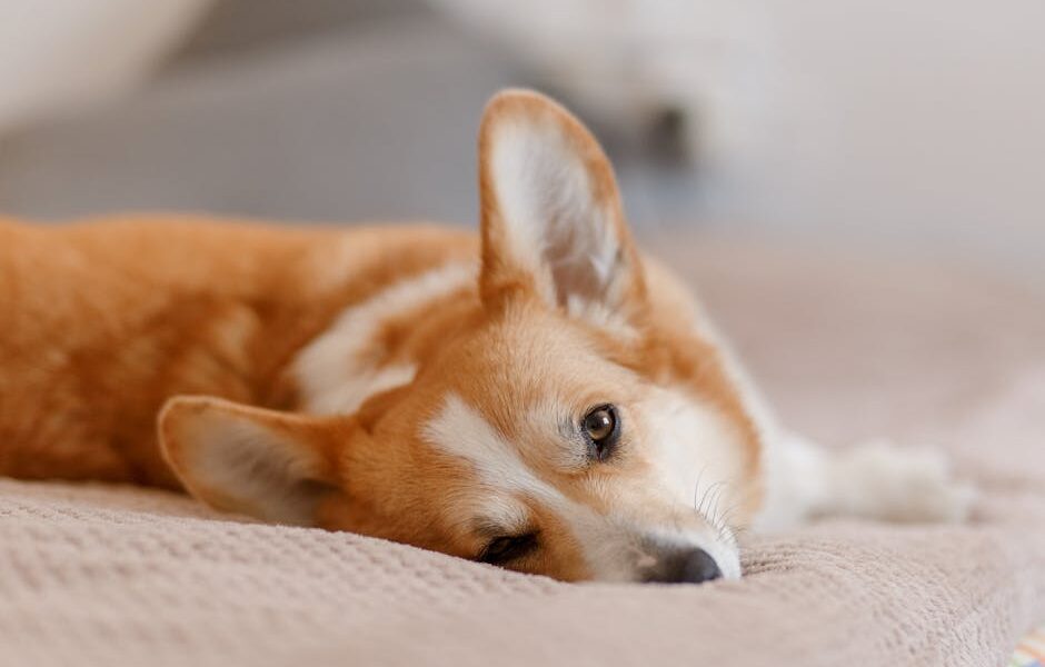 Adorable corgi dog relaxing comfortably indoors, showcasing its distinct features.