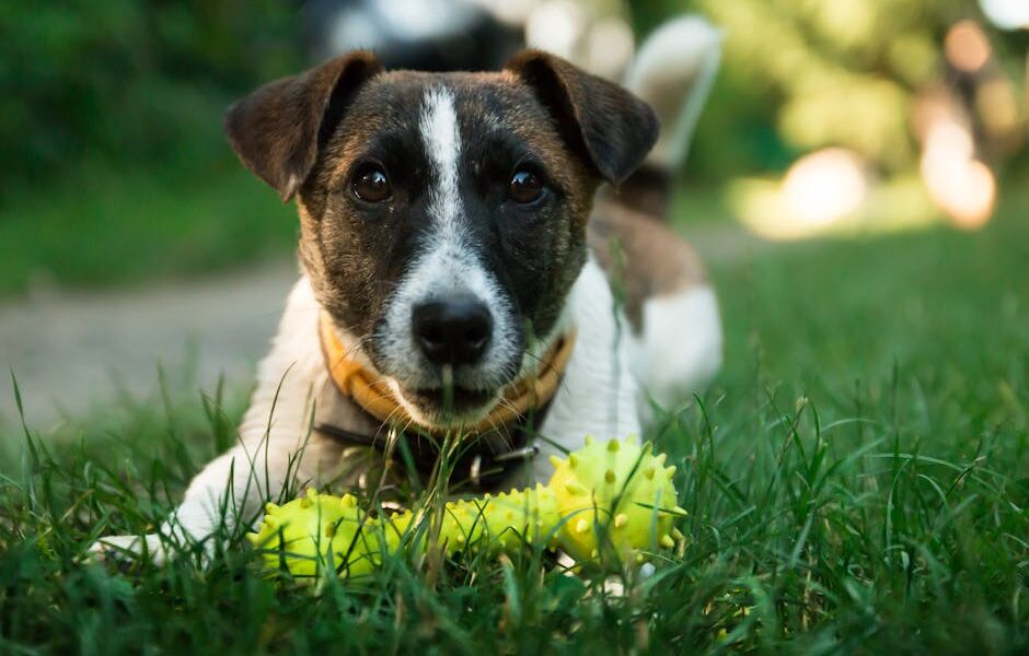 Adorable Jack Russell Terrier puppy playing with a yellow toy outdoors.