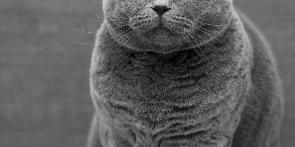 Toyger Cat