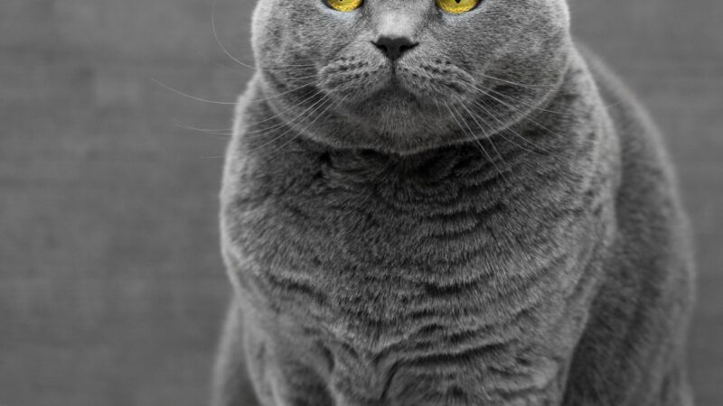 Toyger Cat
