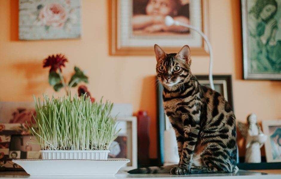 A striking Bengal cat sits elegantly beside wheatgrass on an indoor table.