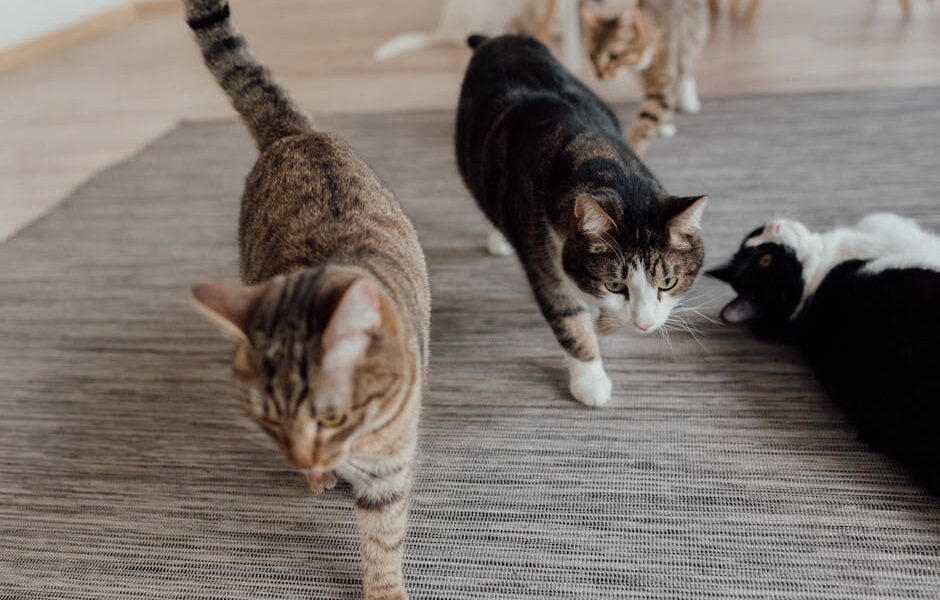 Why Do Cats Get the Zoomies? FRAPs Explained