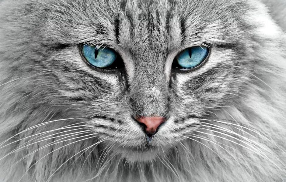 Stunning close-up of a grey cat with mesmerizing blue eyes, highlighting its fur and whiskers.