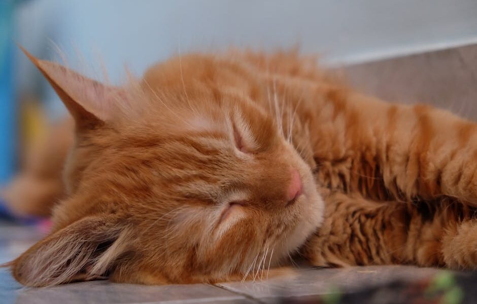 Why Do Cats Sleep So Much? The Science of Cat Naps