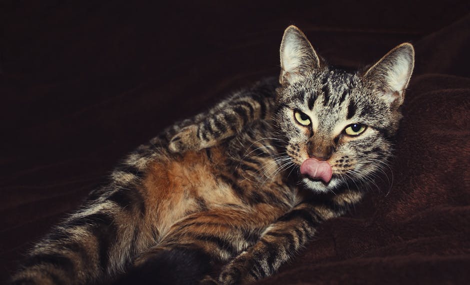 Why Does My Cat Lick Me? Meanings Behind Cat Licking