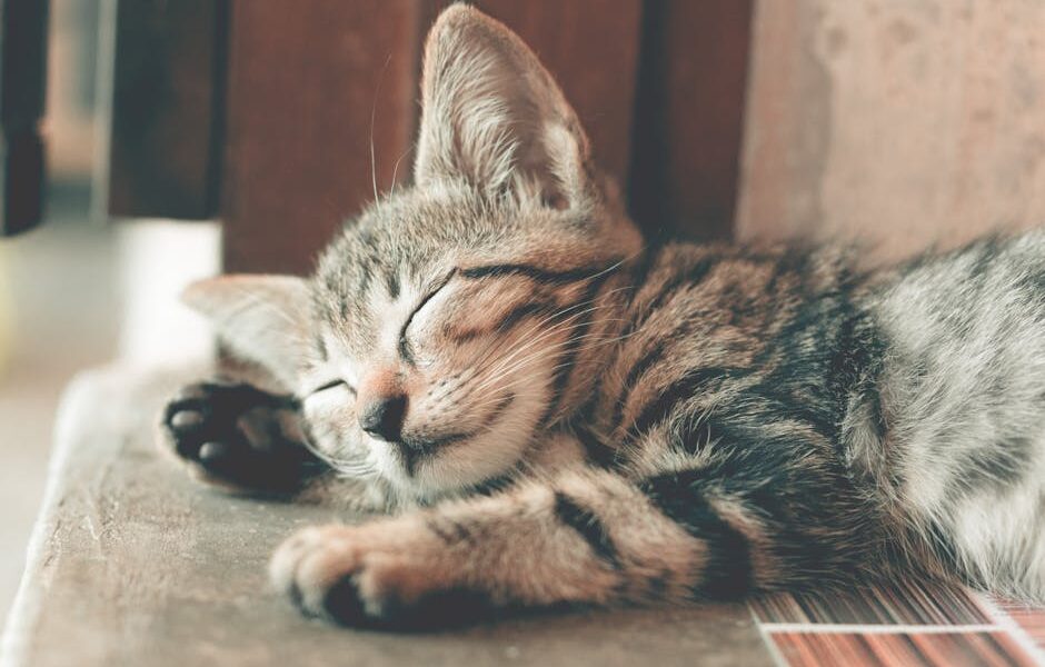 Close-up of a cute tabby kitten sleeping with soft fur indoors, capturing a serene and restful moment.