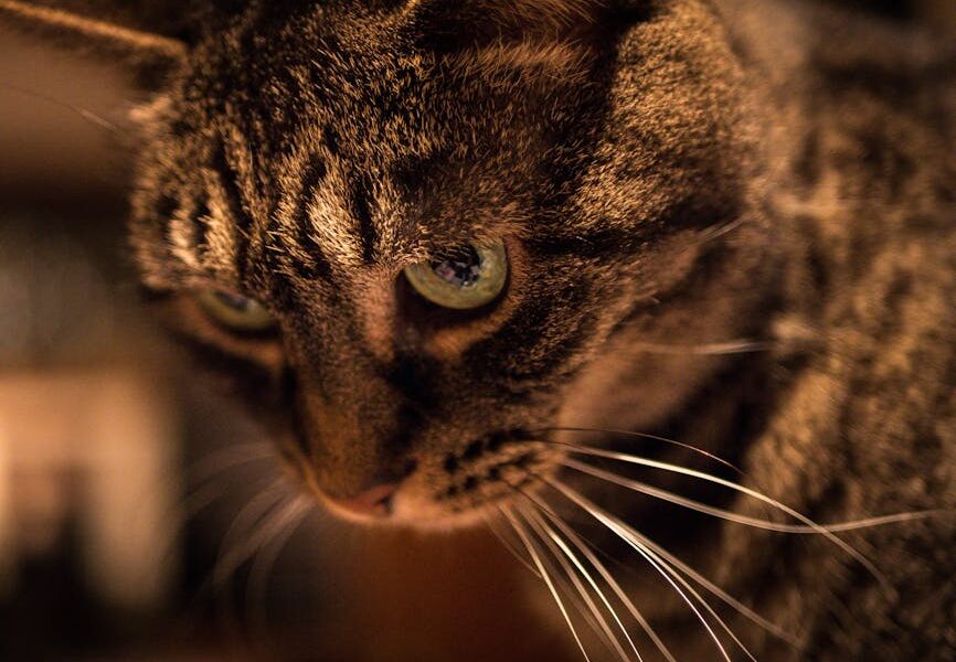 Intimate close-up of a tabby cat with striking green eyes and detailed fur texture.