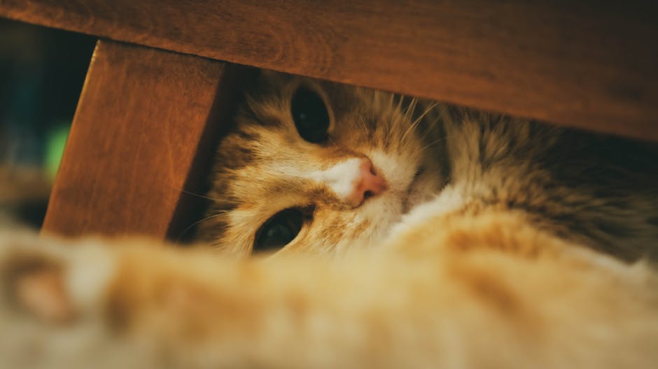 Why Is My Cat Hiding? Causes & When to Be Concerned
