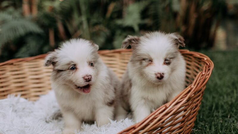 Two fluffy Australian Shepherd puppies sitting in a wicker basket in a garden setting.
