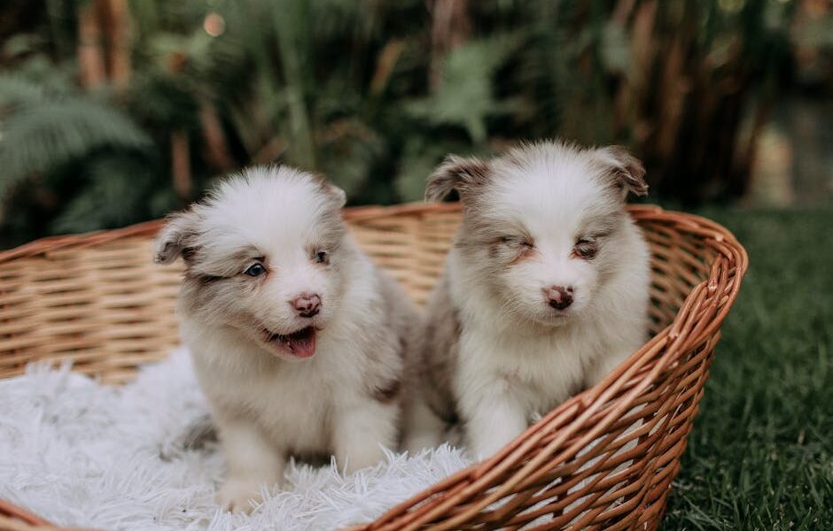 Two fluffy Australian Shepherd puppies sitting in a wicker basket in a garden setting.