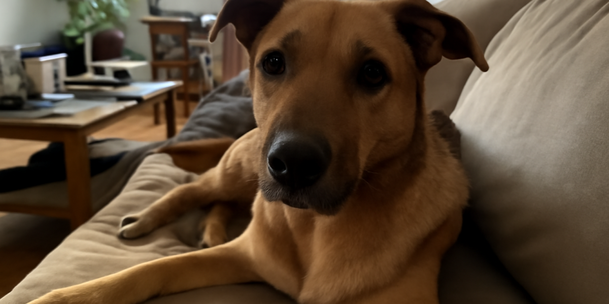 Adopting a Dog With Food Allergies: Diet Trials and Manageme