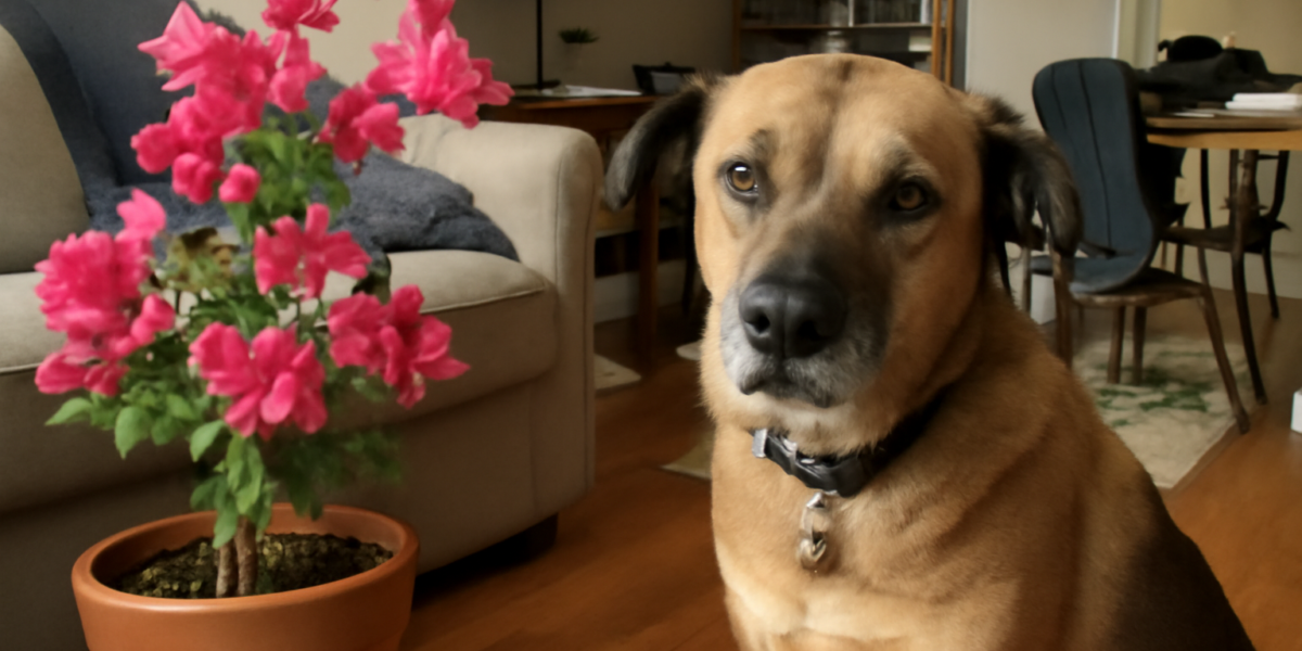 Are Bougainvillea Toxic to Dogs? What Pet Owners Should Know