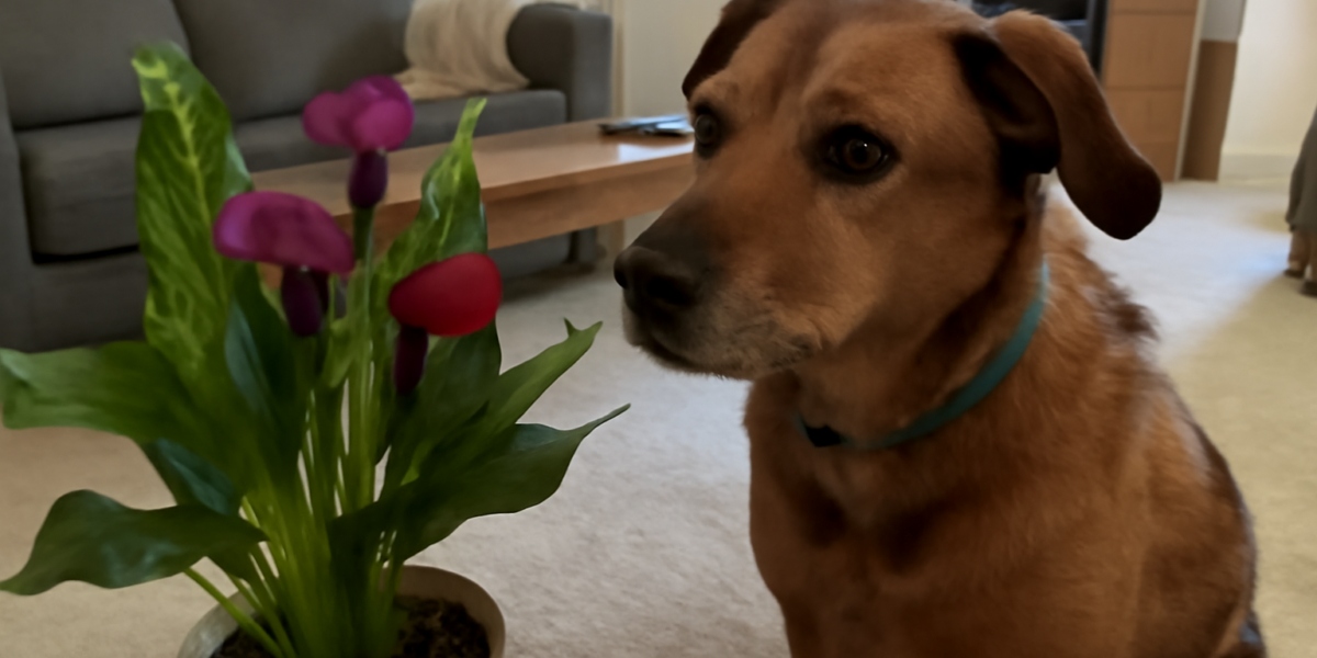Are Calla Lilies Toxic to Dogs? Calcium Oxalate Crystal Risk