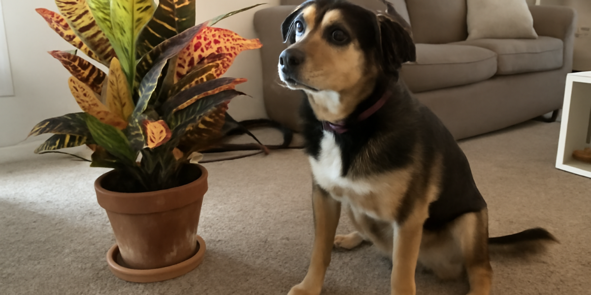 Are Croton Plants Toxic to Dogs? Codiaeum Sap Irritation
