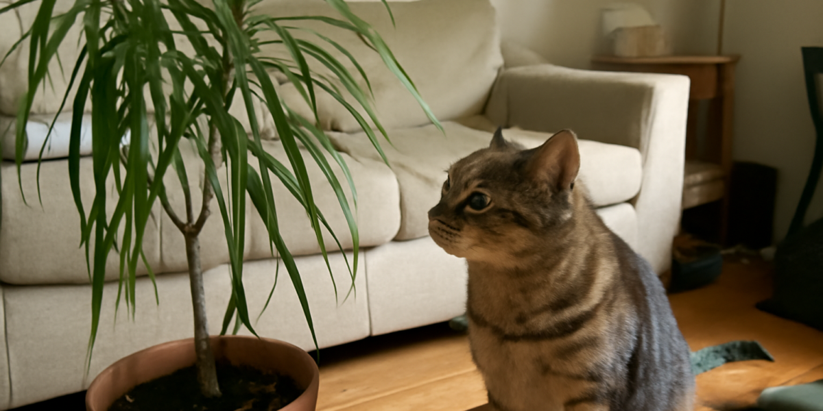 Are Dracaena Toxic to Cats? Symptoms and Treatment