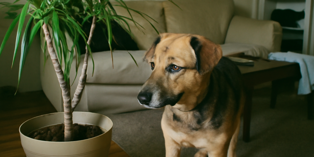 Are Dracaena Plants Toxic to Dogs? Saponin Poisoning Symptom