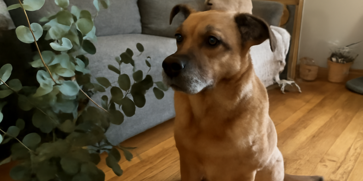 Are Eucalyptus Plants Toxic to Dogs? Essential Oil Dangers