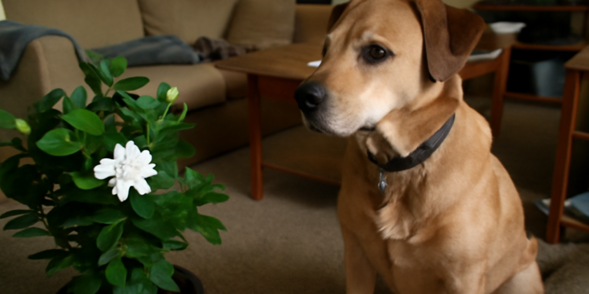 Are Gardenias Toxic to Dogs? Fragrant Flower Risks