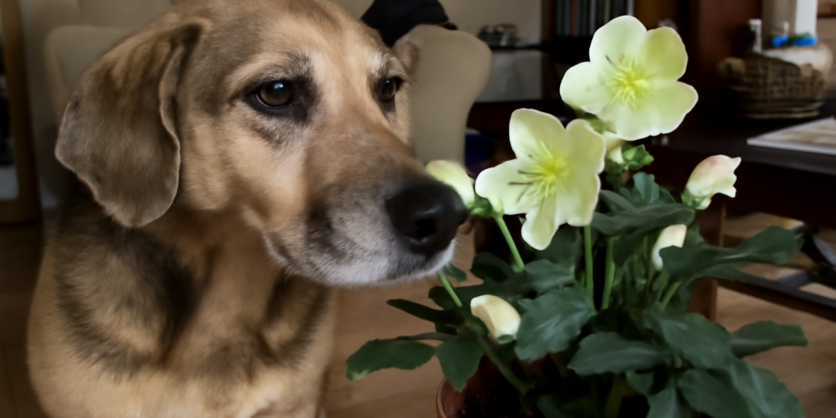Are Hellebore Plants Toxic to Dogs? Lenten Rose Risks