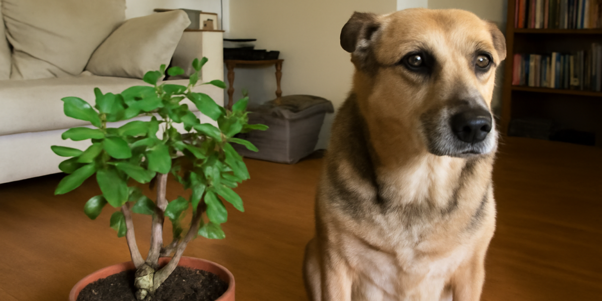 Are Jade Plants Toxic to Dogs? Signs and Treatment