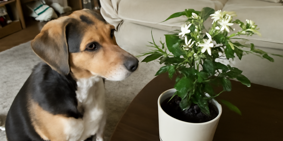 Are Jasmine Plants Toxic to Dogs? Flower and Berry Safety