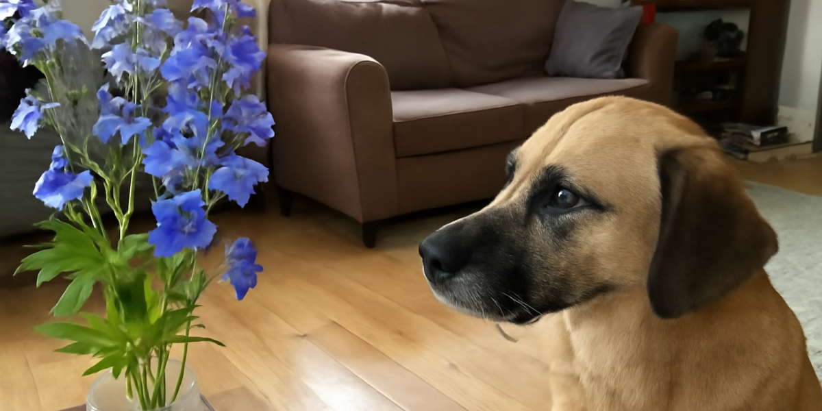 Are Larkspur Plants Toxic to Dogs? Symptoms and Care
