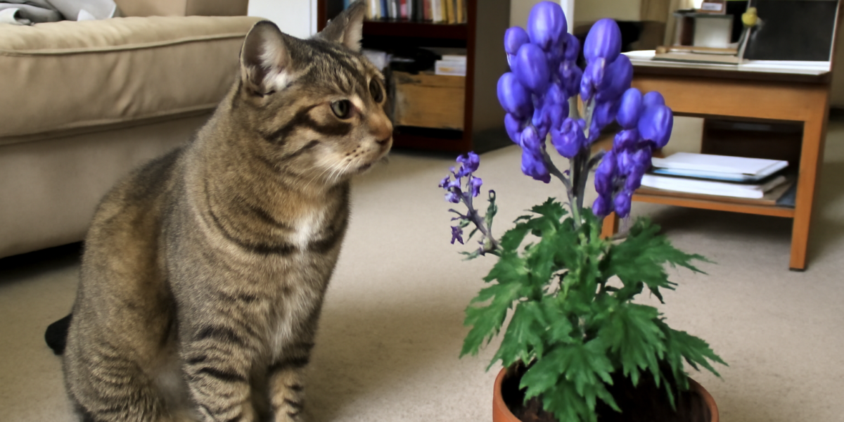Is Monkshood Toxic to Cats? A Highly Poisonous Garden Plant
