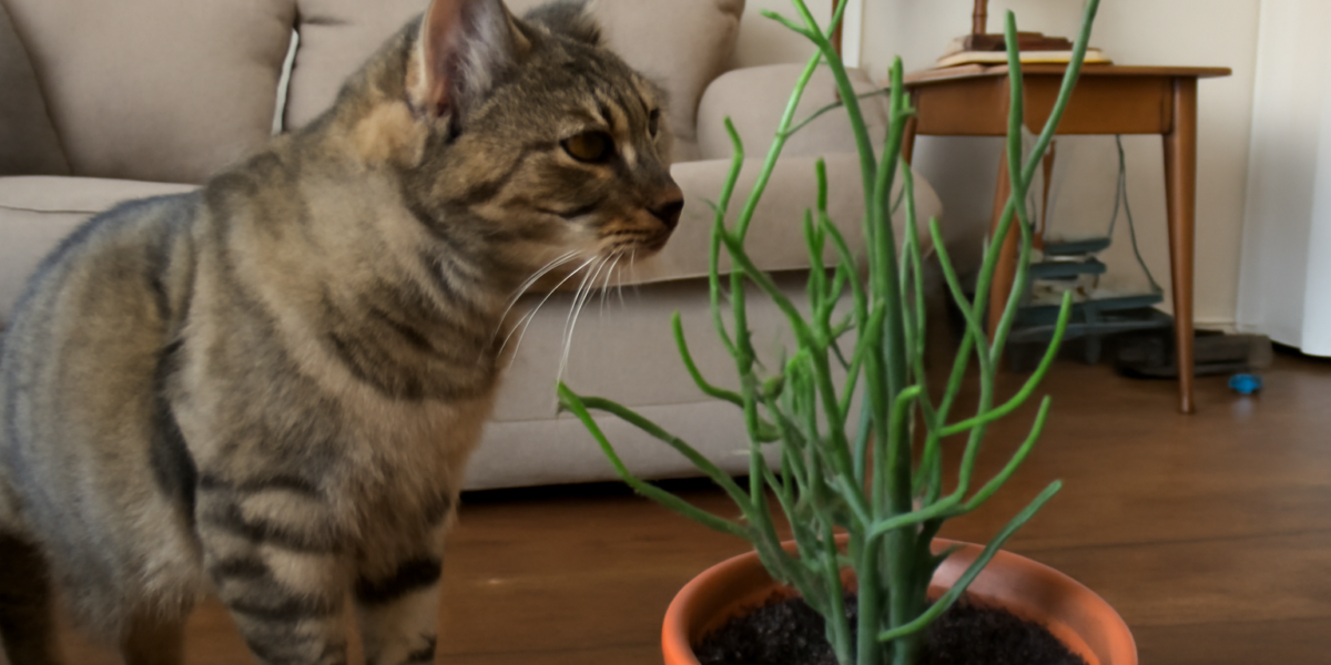 Are Pencil Cactus Plants Toxic to Cats? Euphorbia Tirucalli