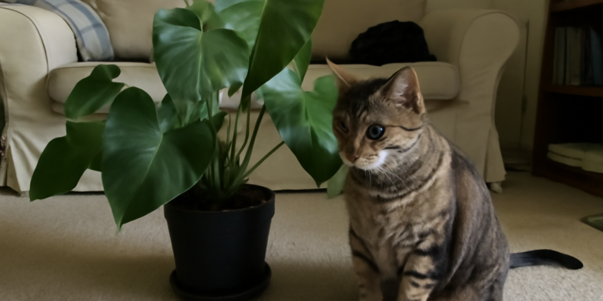 Are Philodendron Plants Toxic to Cats? Heartleaf and Split-L