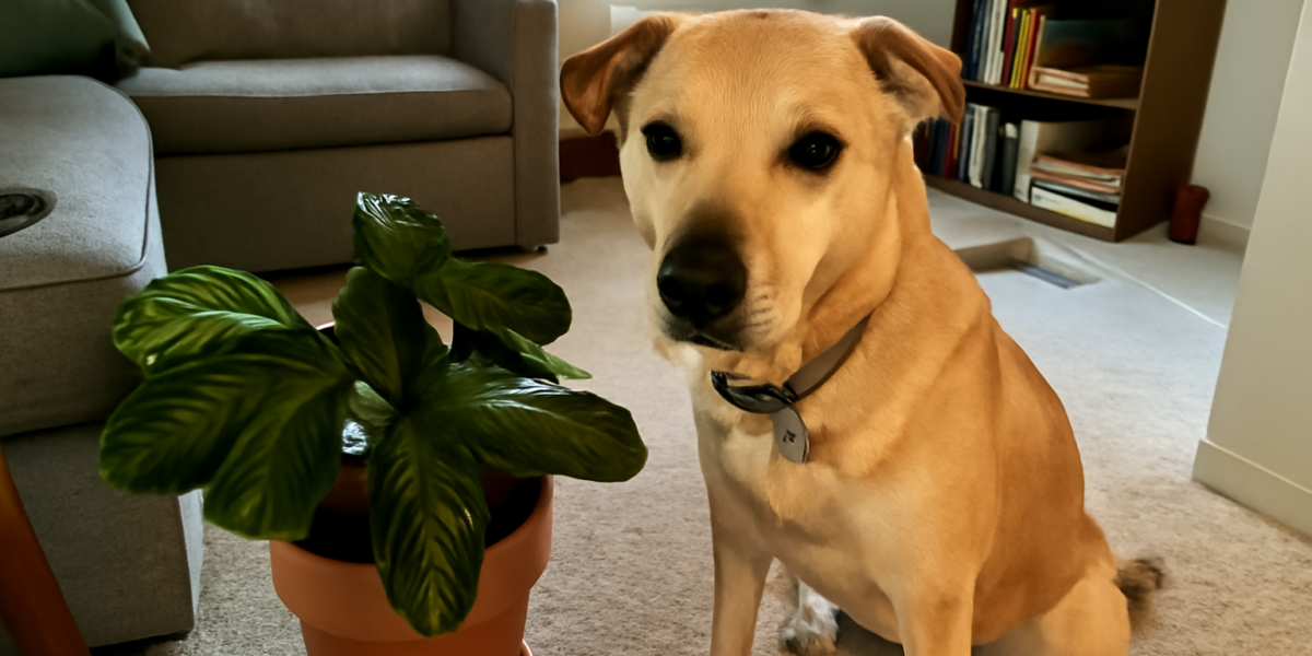 Are Prayer Plants Toxic to Dogs? Maranta Safety Guide