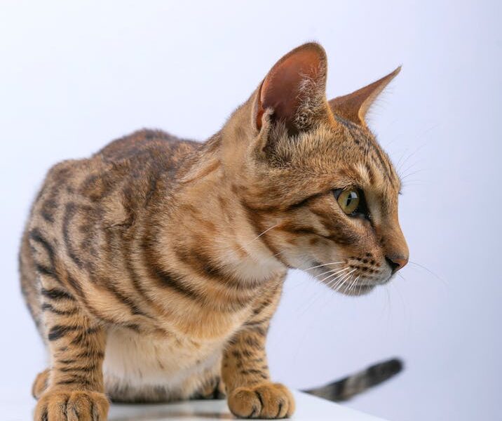 A Bengal cat in a side profile pose on a white studio background, showcasing its beautiful coat.