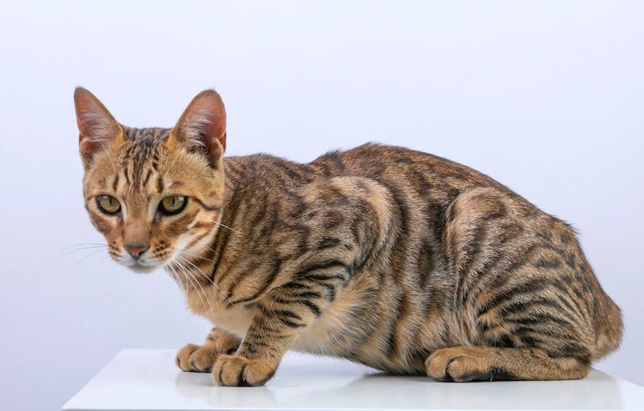 Close-up of a beautiful Bengal cat sitting on a white surface with a plain background.