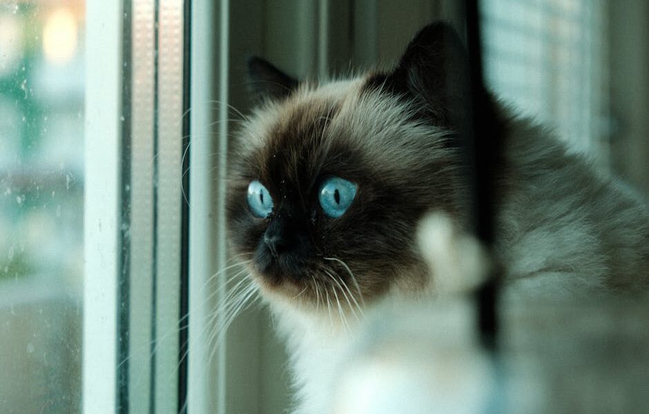 A close-up of a Himalayan cat with striking blue eyes gazing out a window indoors.