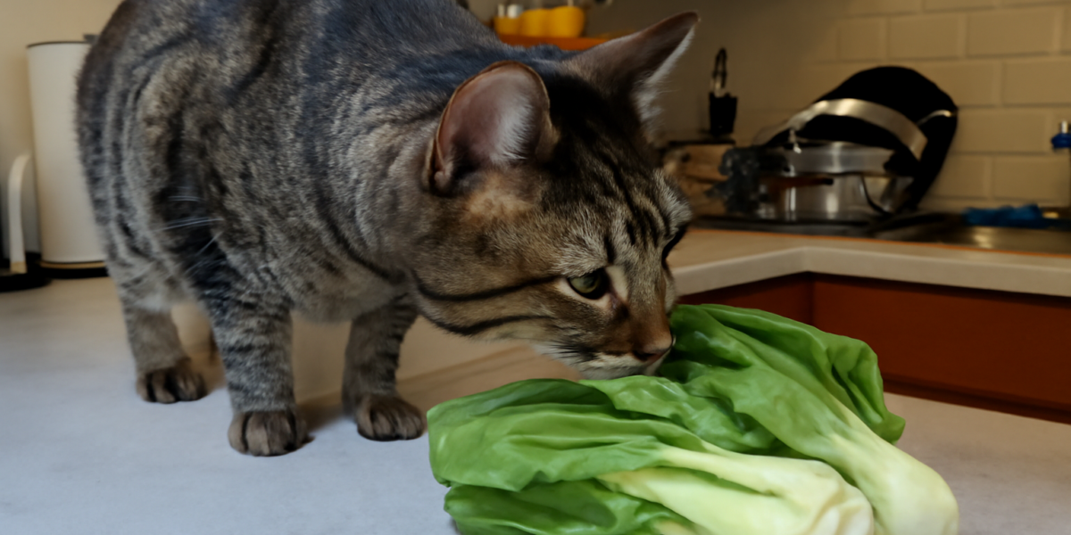 Can Cats Eat Bok Choy? Leafy Green Safety for Cats