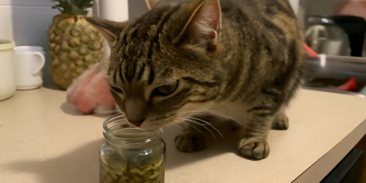 Can Cats Eat Capers? Safety Guide and Tips