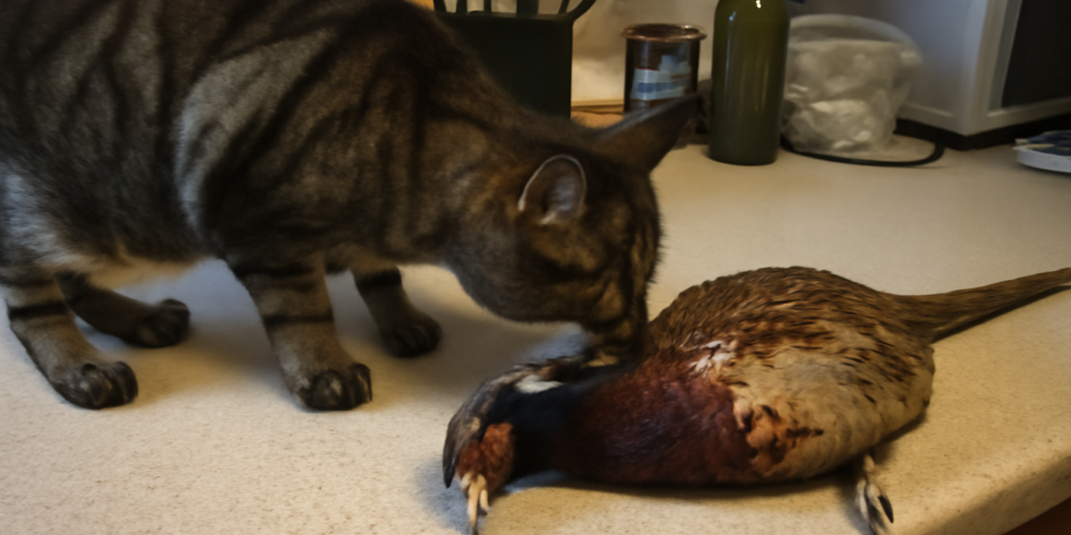 Can Cats Eat Pheasant? Game Bird Protein and Preparation